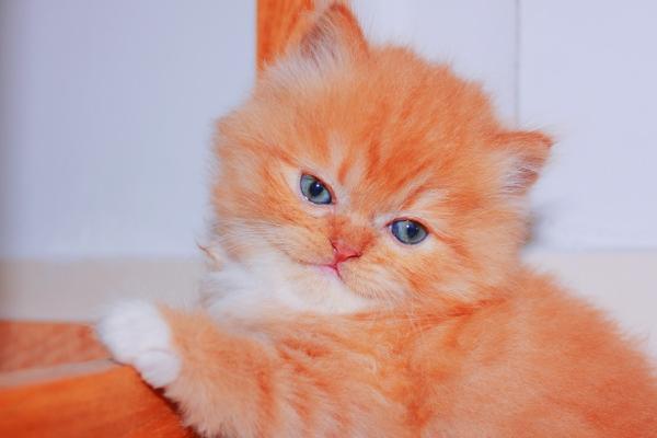 2025年阴历12月祈福吉日吉时查询