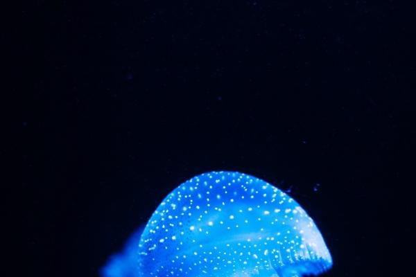 2026年属鸡人有横财吗