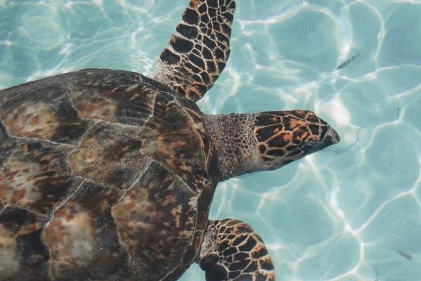 属马2026结婚好不好呀