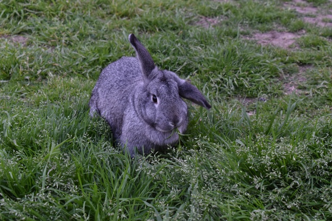 属猪的用什么床单最旺,属猪人被子最吉利的颜色