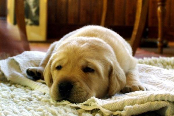 2026年生肖属猪投资吉凶分析