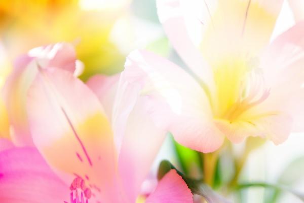 2026年事业运最好的虎，2026年什么虎事业运最旺