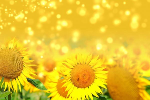 2026年谁会帮属牛的人,谁是生肖牛的贵人