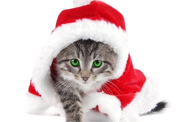 96鼠女95猪男旺不旺夫