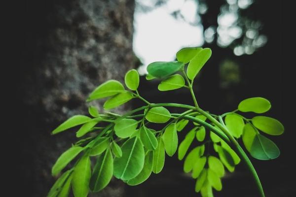 属羊女几月出嫁为大吉
