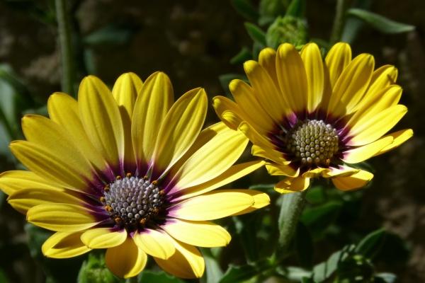 2026年农历1月去寺庙吉日一览表