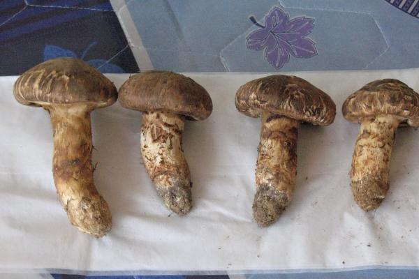 属羊几月出生最有福气，属羊的几月出生上等命