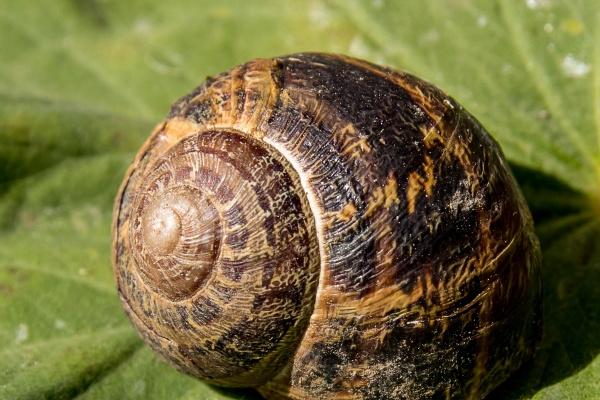 梦见掉牙结石怎么样