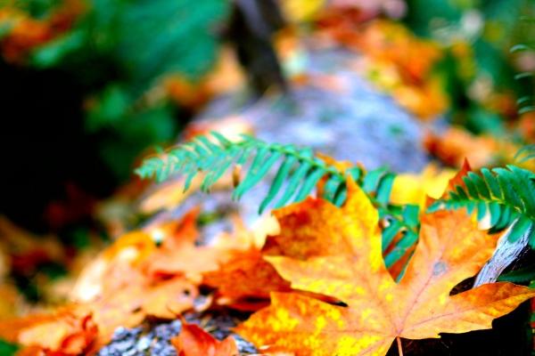 属羊男吃定的属相女