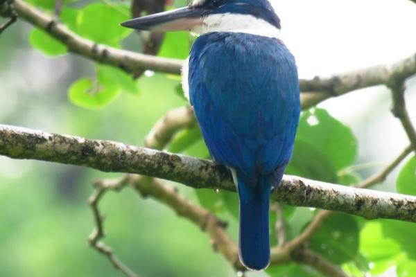 属虎人走大运的年龄