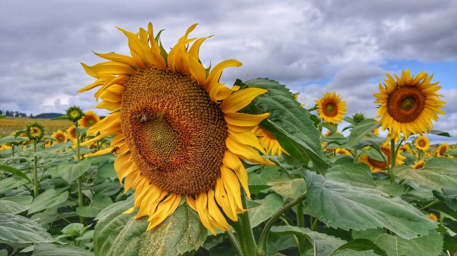 属马人把谁放在第一位
