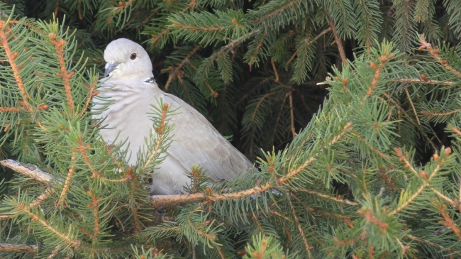 属猪人不能碰的桃花，属猪一生桃花劫是谁