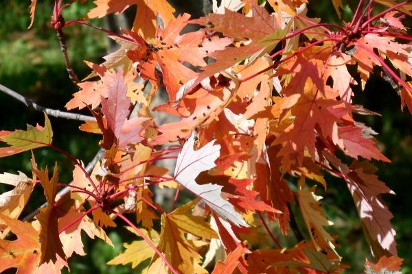 2008年鼠带什么助学业