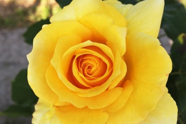 生肖马最苦的年龄