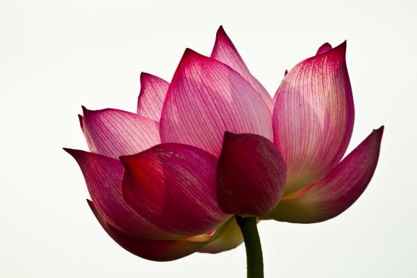 属龙今年有哪三灾，属龙2026年运势怎么样