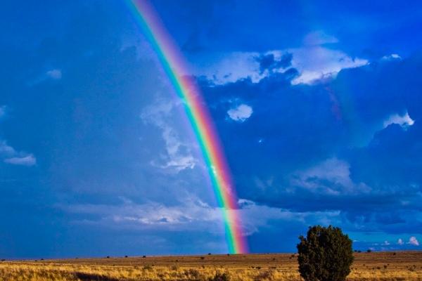 属狗人2026大离别是谁