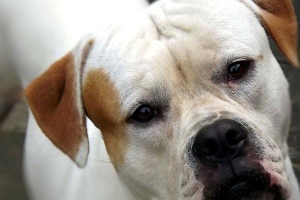 生肖羊的晚年宿命