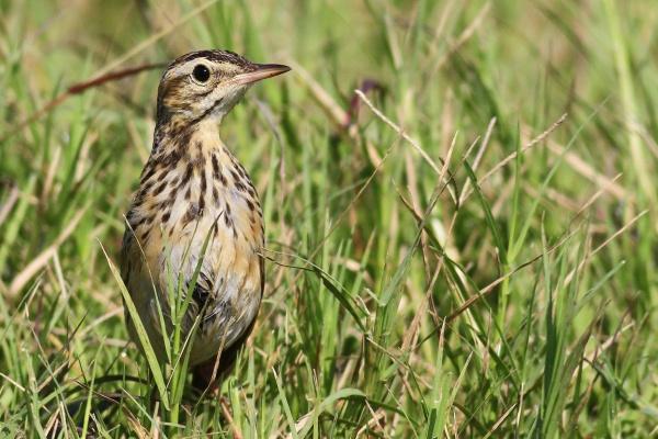 属猴人不能碰的桃花，属猴一生桃花劫是谁