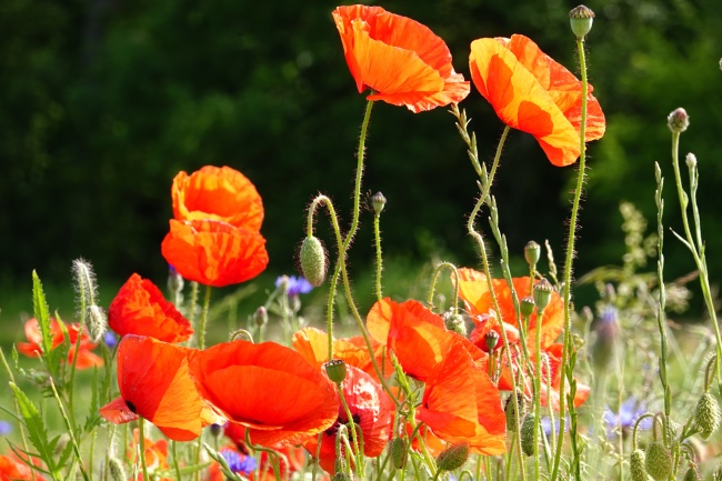 属狗人2026桃花是谁