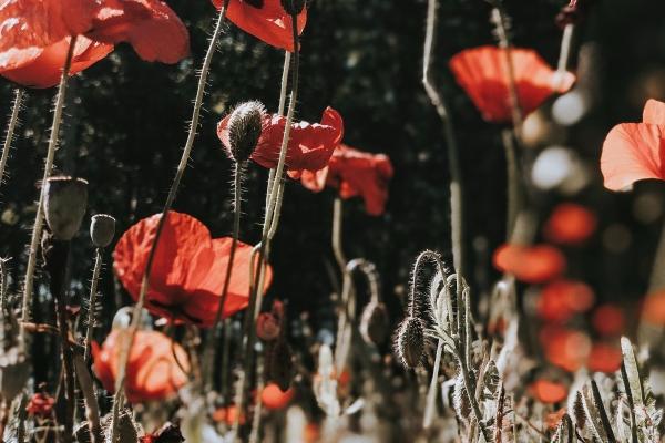 1991年属羊一生财运如何