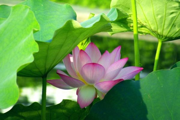 几月出生的猴好