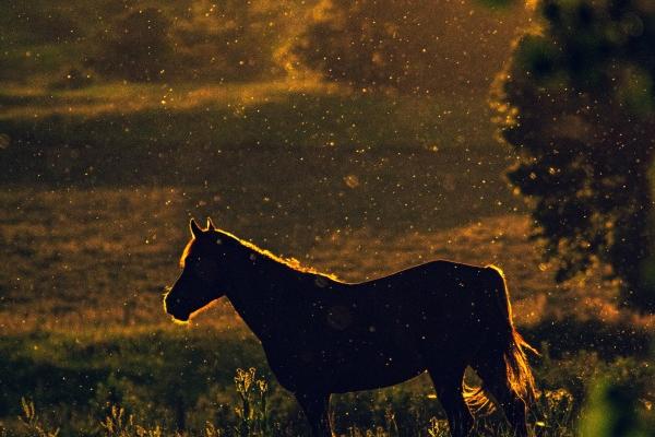 2026年被异性宠爱的生肖女