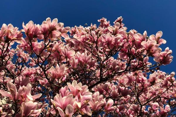 2026年龙的克星是谁,2026年生肖龙人要远离的生肖