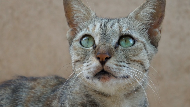 属猪人远离谁最好