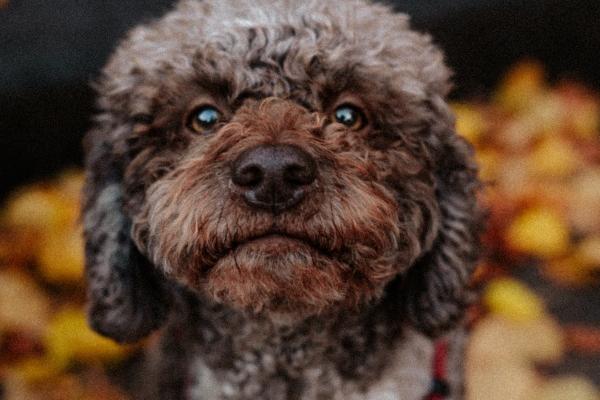 水羊命和什么命配