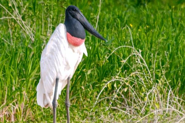 虎一生的恩人是谁