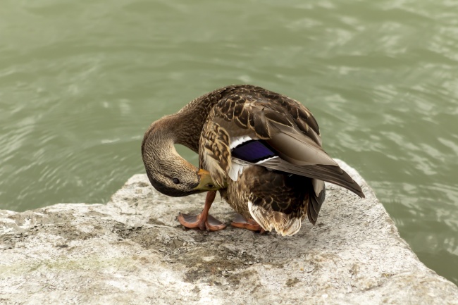 谁会保护属狗人
