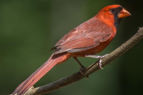 属猴人远离谁最好