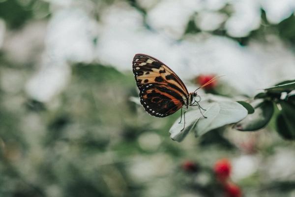 属鼠2026戴红绳好不好