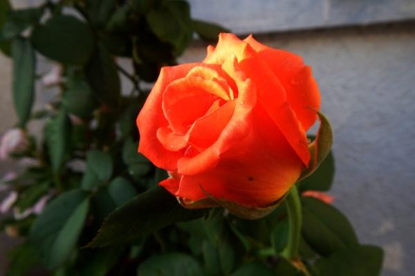 土马命和海中金命合吗