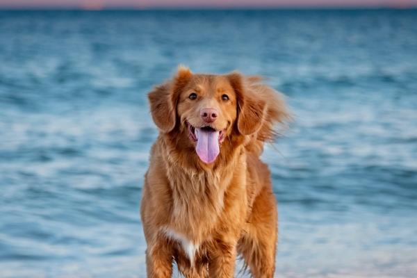 59年猪是什么命 五行属什么