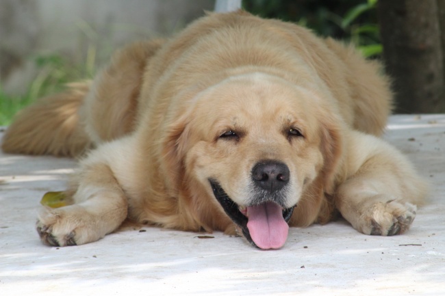 土蛇命是苦命还是富命