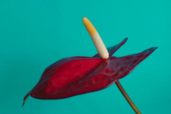 2026年属兔人能翻身吗