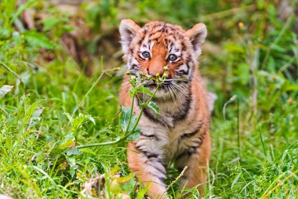 属牛女5月出生好不好