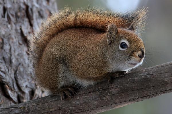 属蛇女的命运好不好，属蛇女人一生的命运如何