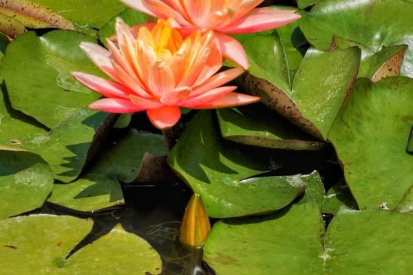 2026年属牛的真爱是谁