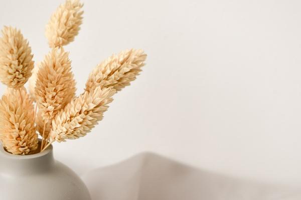 属鼠女的命运好不好，属鼠女人一生的命运如何