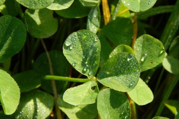 男猪女牛谁说了算