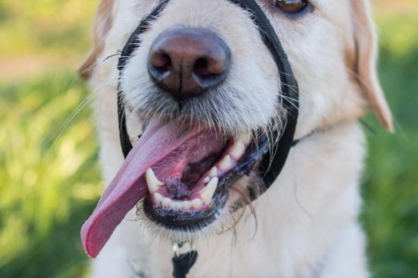 属鸡女的命运好不好，属鸡女人一生的命运如何