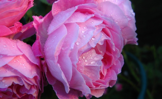 53年蛇几月出生最好