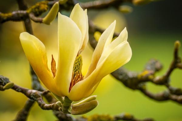 属狗女被谁呵护到老