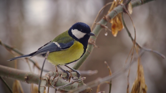 2026年生肖狗正缘出现时间