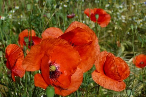 2026年属牛女人运气