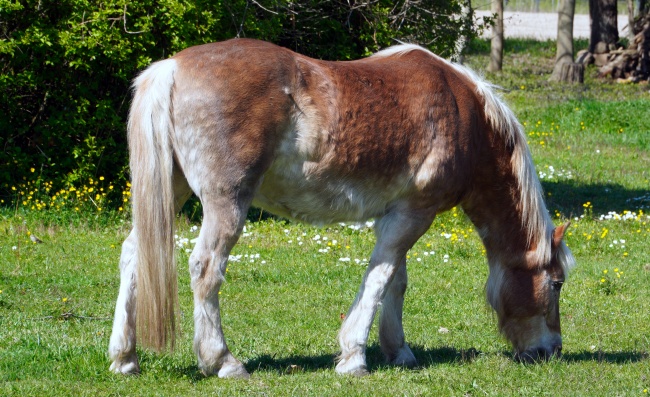 2026年生肖羊正缘出现时间