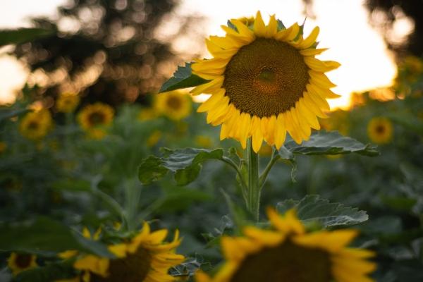 1999农历二月属兔的婚姻状况