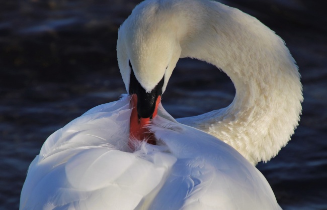 2026年属狗的真爱是谁
